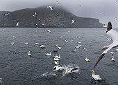Gannet fishing for mackerel - Noss Shetland UK 