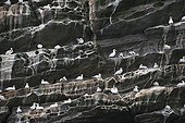 Gannet breeding colony on cliff - Noss Shetland UK 