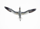Gannet in flight - Noss Shetland UK 