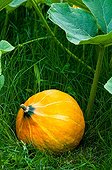 Potimarron squash in an organic kitchen garden