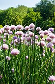 Chive in bloom in a garden