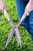 Pruning of box hedge in a garden with shear pairs