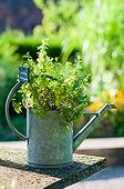 Spearmint in a watering tank in a garden