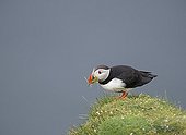 Atlantic Puffin with nest material - Hermaness Shetland UK