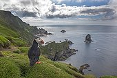 Atlantic Puffin on cliff - Hermaness Shetland UK