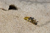 Bee Wolf with sedated Honey Bee - Denmark