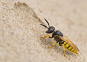 Bee Wolf digging in the sand - Denmark