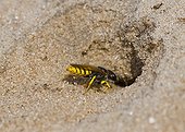 Bee Wolf digging a nest hole in the sand - Denmark