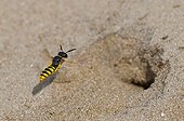Bee Wolf flying infront of it's nest - Denmark