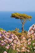 Thrift Seapink and Maritime Pine - Crozon Brittany France 