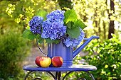 Watering of blue hydrangeas and apples on small table in the garden