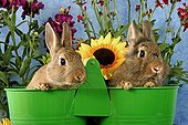 Dwarf rabbits in a double green bucket and flower Sunflower