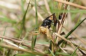 Spider Wasp capturing a Crab Spider - Northern Vosges France