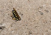 Solitary digger wasp providing Weevil - Northern Vosges