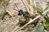 Solitary digger wasp catching Weevil - Northern Vosges