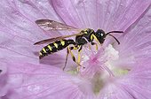 Solitary digger wasp on Mallow flower - Northern Vosges