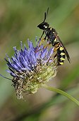 Solitary digger wasp on Sheep's-bit flower - Northern Vosges