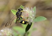 Solitary digger wasp on Clover flower - Northern Vosges