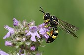 Solitary digger wasp on Wild Thyme flowers - Northern Vosges