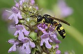 Solitary digger wasp on Wild Thyme flowers - Northern Vosges