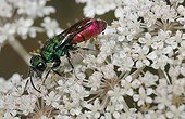 Ruby-tailled Wasp on white flowers - Northern Vosges France