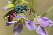 Ruby-tailled Wasp on Bittercress flower - Northern Vosges