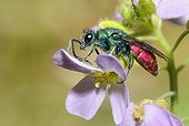Ruby-tailled Wasp on Bittercress flower - Northern Vosges