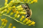 Davies' Colletes on Canada Goldenrod - Northern Vosges