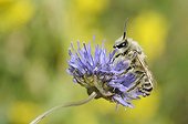 Pantaloon Bee on Sheep's-bit flower - Northern Vosges