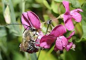 Long-horned Bumble Bee on Sweet Pea - Northern Vosges France