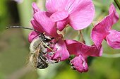 Long-horned Bumble Bee on Sweet Pea - Northern Vosges France