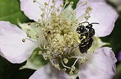 Plasterer Bees mating on flower - Northern Vosges France