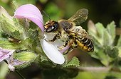 Leaf-cutting bee on Restharrow flower-Northern Vosges France