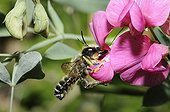 Leaf-cutting bee on Sweet pea flower-Northern Vosges France