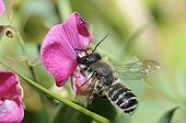 Leaf-cutting bee on Sweet pea flower-Northern Vosges France