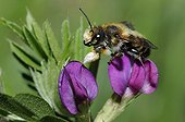 Leaf-cutting bee on Vetch flower - Northern Vosges France