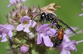 Solitary Wasp on Wild Thyme flower - Northern Vosges France 