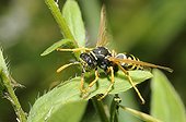 Paper wasp on a leaf - Northern Vosges France