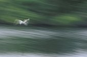 Great egret in flight 