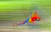 Scarlet macaw in flight in Costa Rica