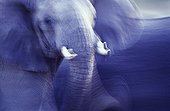 African elephant in Tanzania
