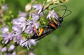 Ichneumon wasp on Heather - Northern Vosges France