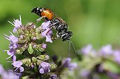 Panzer's Tachyte on Wild Thyme - Northern Vosges France