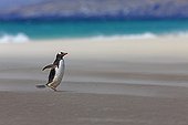 Gentoo penguin on sandy beach - Falkland Islands