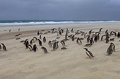 Gentoo penguins in a sandstorm - Falkland Islands 