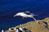 Black-browed Albatross flying away - Falkland Islands