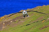 Black-browed Albatross landing - Falkland Islands