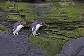 Southern rockhoppers walking on rock - Falkland Islands ; to go fishing at sea