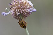 Chinch bugs on flowers - Auvergne France 