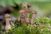 Shaggy Scale Head on Moss - Livradois-Forez Auvergne France